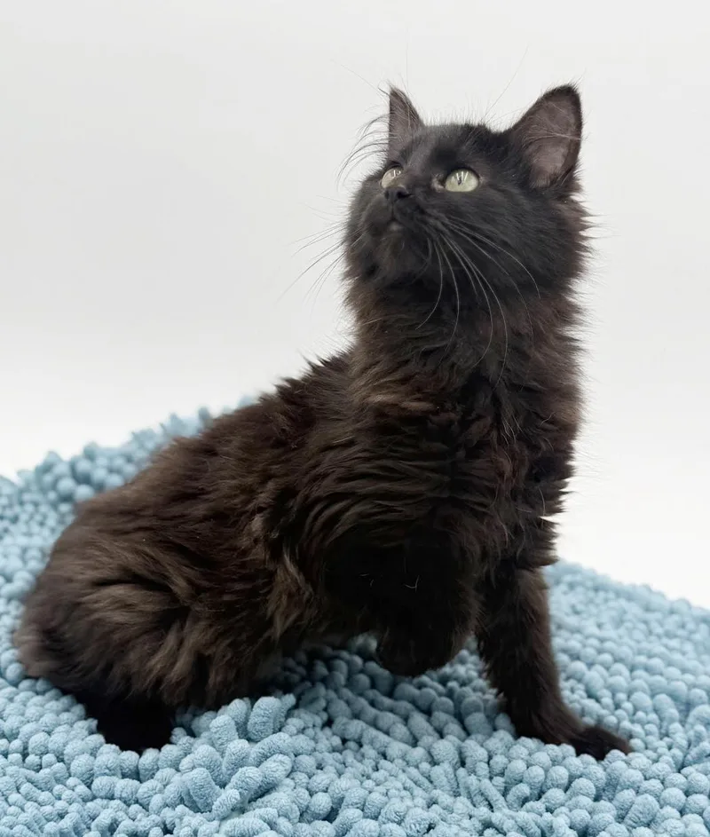 Morticia Moosh Is Our thumbnail 3