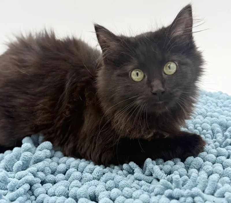 Morticia Moosh Is Our