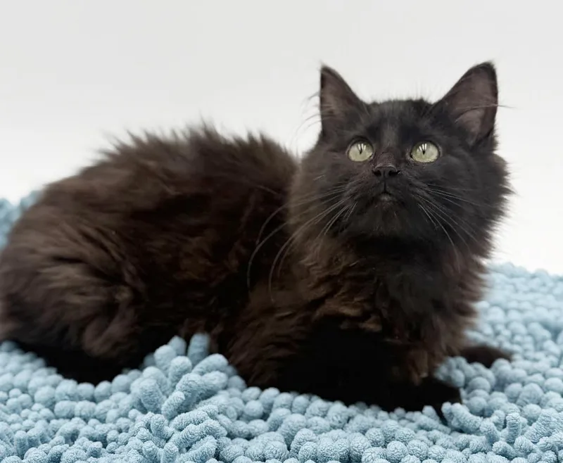 Morticia Moosh Is Our thumbnail 5