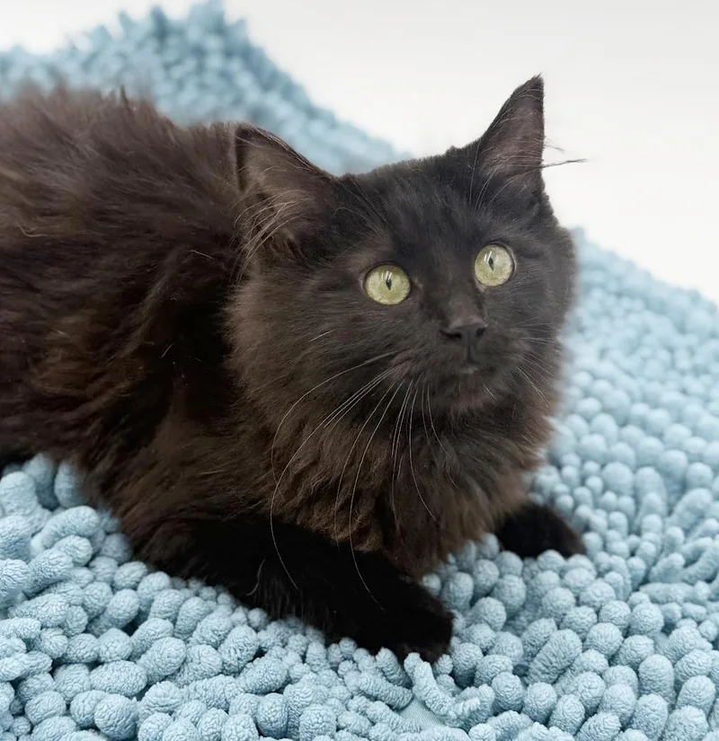 Morticia Moosh Is Our thumbnail 6