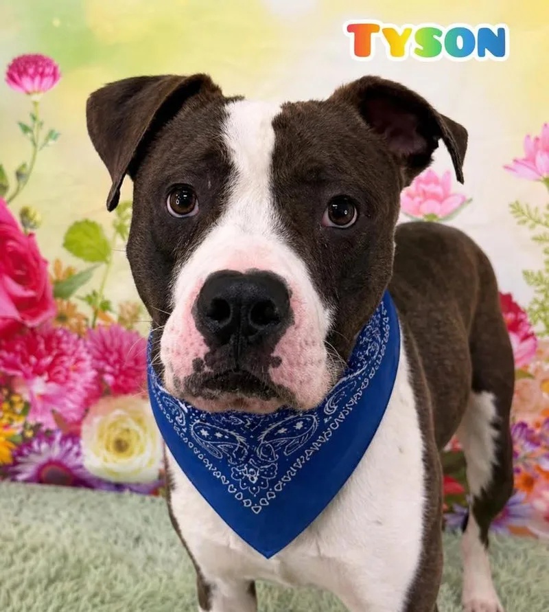 An adult medium-sized male White / Cream Mixed Breed dog named Tyson for adoption in Flint, MI