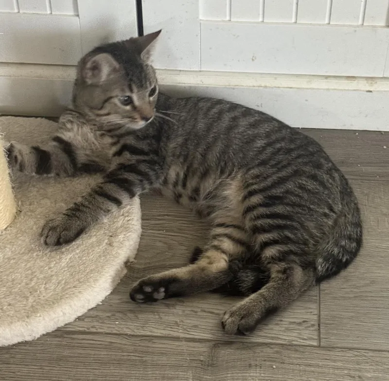 A baby small-sized male Brown / Chocolate Domestic Short Hair cat named Cedar Town for adoption in Chandler, AZ