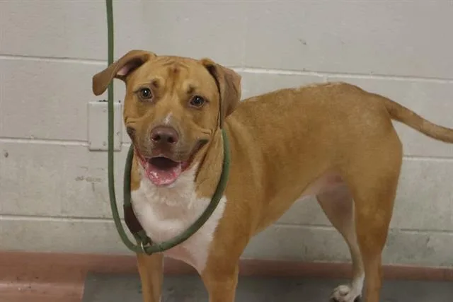 A young large-sized female Mixed Breed dog named Jewels for adoption in Columbia, SC