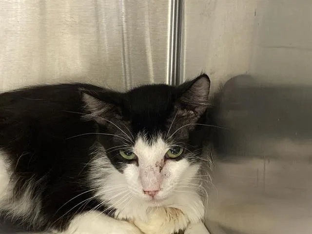 An adult medium-sized male Domestic Short Hair cat named Leto for adoption in Tustin, CA