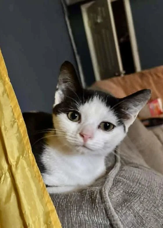 A baby small-sized female Black & White / Tuxedo American Shorthair cat named Pesto for adoption in Woodlawn, TN