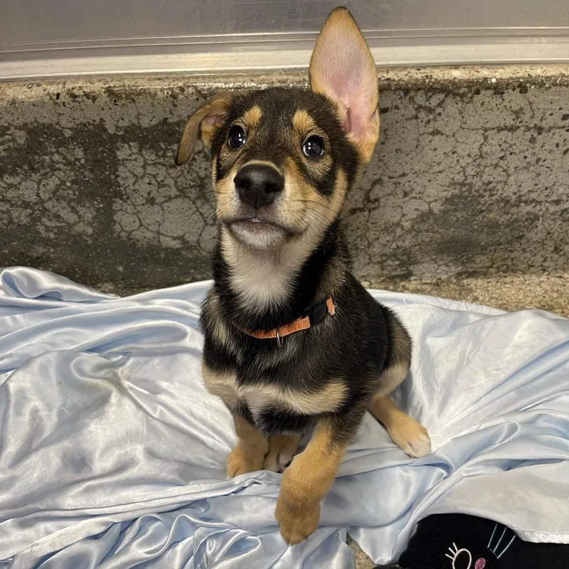 A baby medium-sized male Husky dog named Grapefruit for adoption in Los Angeles, CA