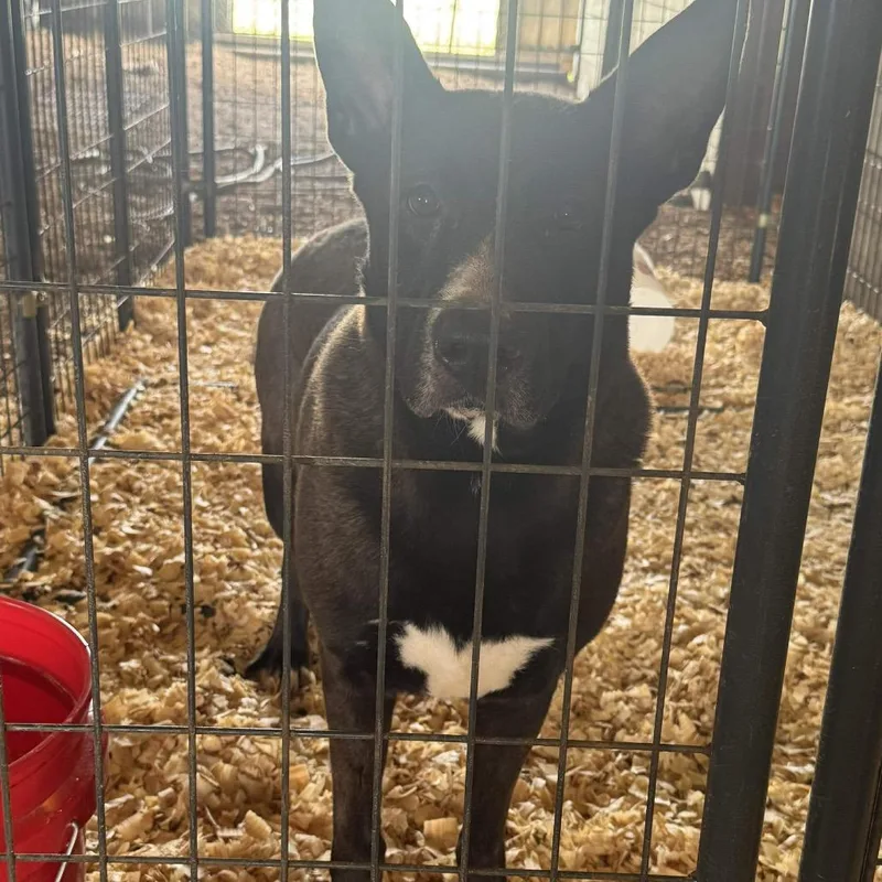 An adult small-sized male Black Shepherd dog named Axel for adoption in Anahuac, TX