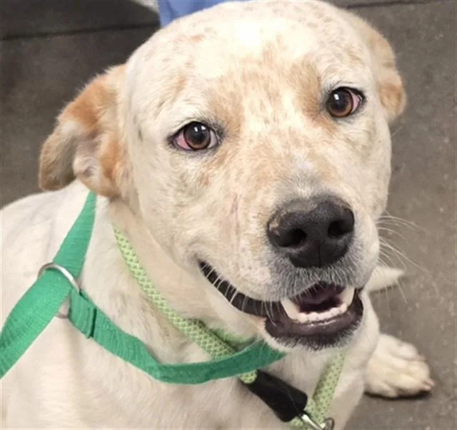 A young medium-sized male Australian Cattle Dog / Blue Heeler dog named Rivendell for adoption in Tucson, AZ