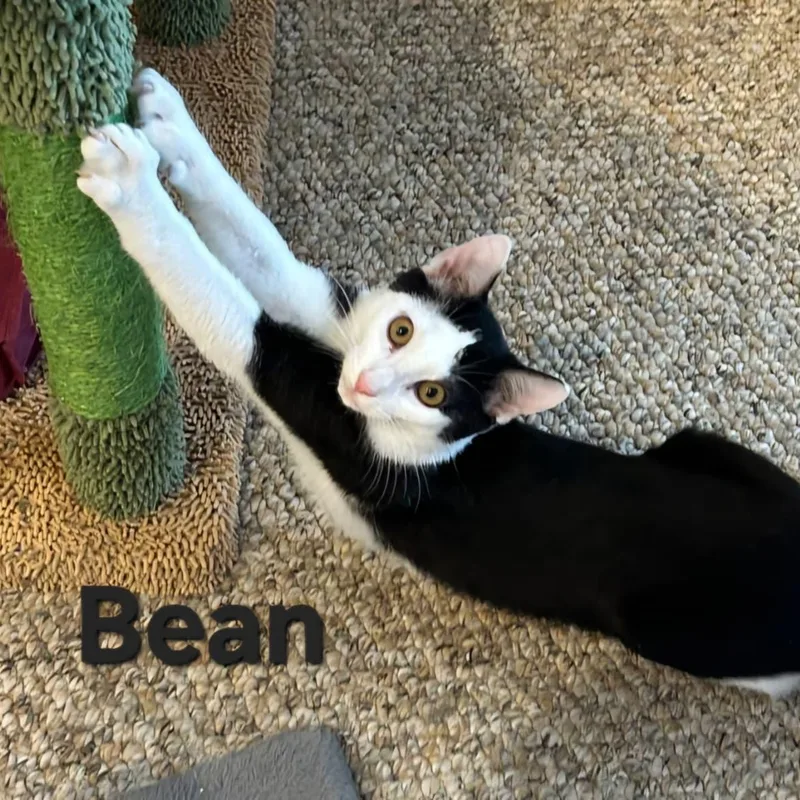 A baby medium-sized female Black & White / Tuxedo Domestic Short Hair cat named Bean for adoption in Sewell, NJ