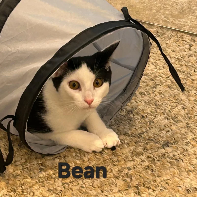 Bean thumbnail 2