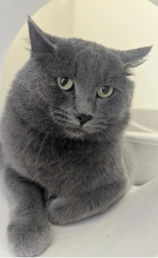 A young medium-sized male Domestic Short Hair cat named Gary for adoption in Buena Vista, CO