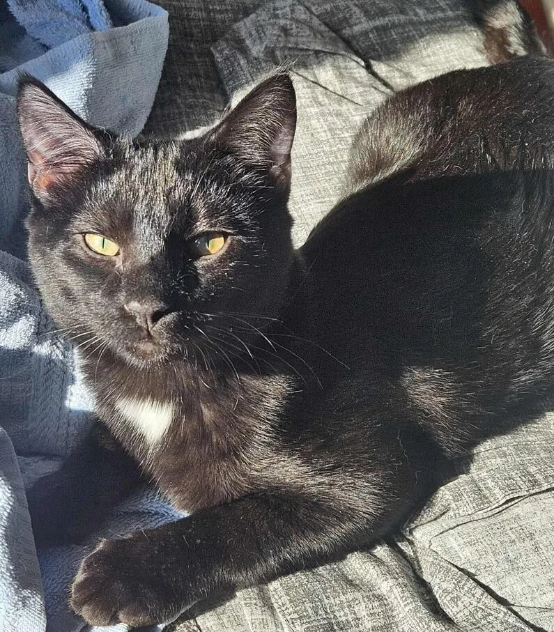 Molasses thumbnail 2