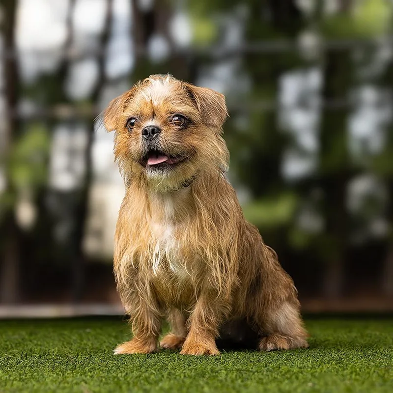 A young small-sized female Apricot / Beige Mixed Breed dog named DeeDee for adoption in Jupiter, FL