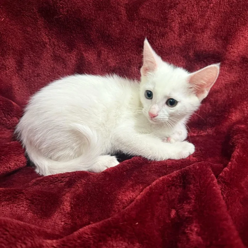 A baby small-sized male White Domestic Short Hair cat named Toronto for adoption in Brea, CA