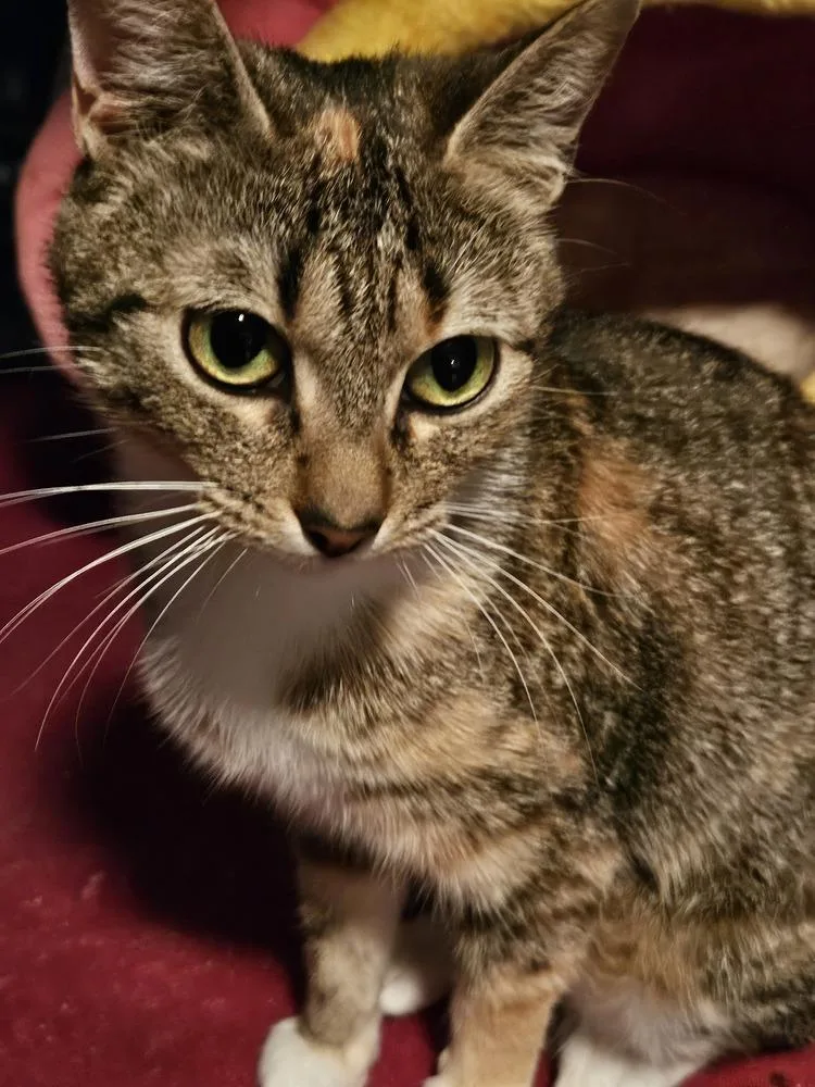 An adult medium-sized female Domestic Short Hair cat named Mango for adoption in Salisbury, NC