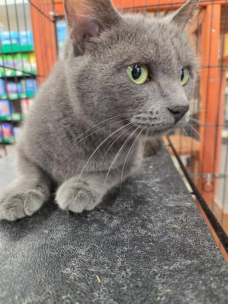 A senior medium-sized female Domestic Short Hair cat named Bagels for adoption in Tampa, FL