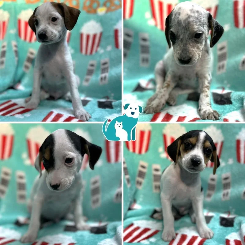 A baby medium-sized male Mixed Breed dog named Succulent Puppies for adoption in State College, PA