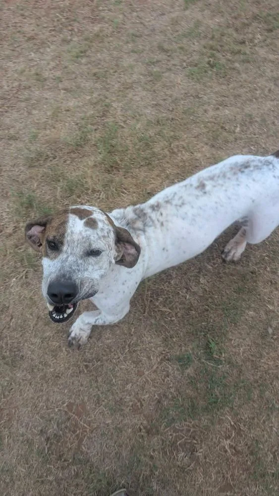 Wiggles