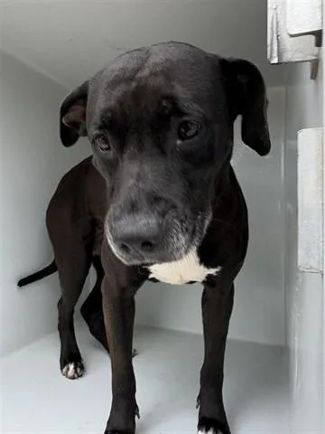 An adult large-sized female Labrador Retriever dog named A for adoption in Houston, TX
