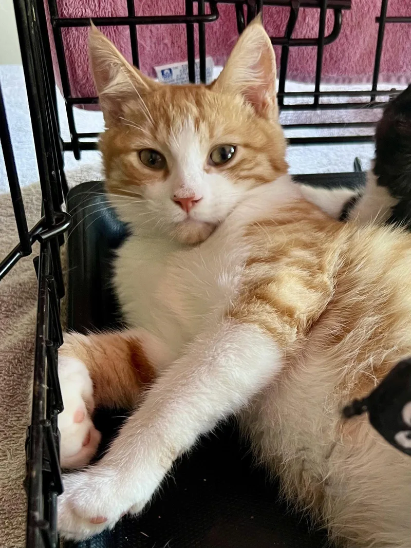 A young medium-sized male Orange & White Domestic Short Hair cat named Nigel for adoption in Greenville, DE
