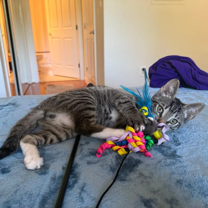 A baby small-sized male Domestic Short Hair cat named Dopey for adoption in Fort Belvoir, VA
