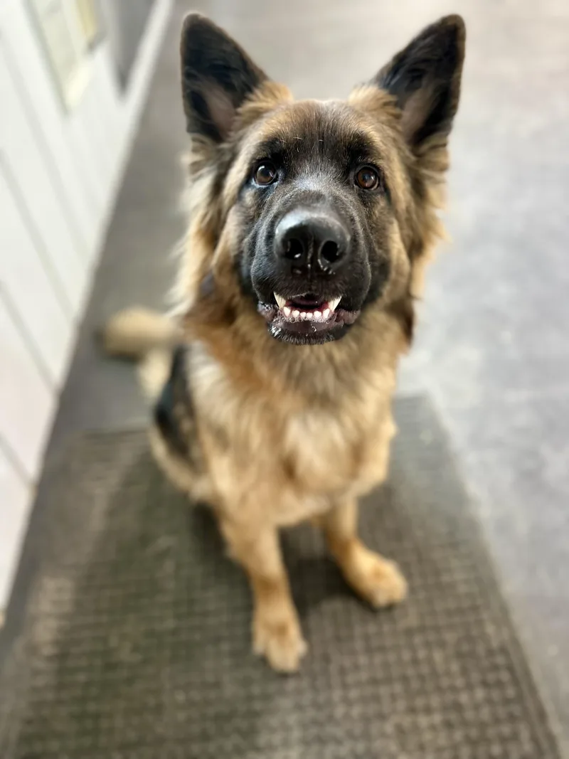 An adult large-sized male German Shepherd Dog dog named Jupiter for adoption in Media, PA