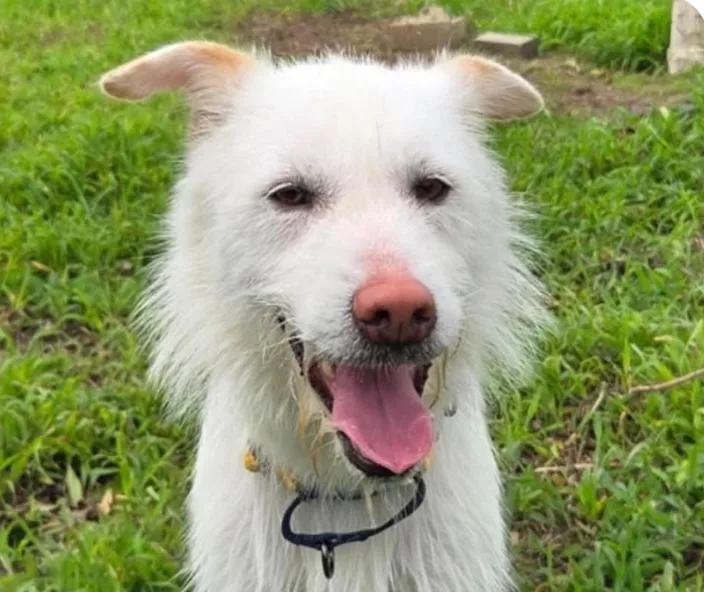 An adult medium-sized female Terrier dog named Chelsea for adoption in San Ramon, CA
