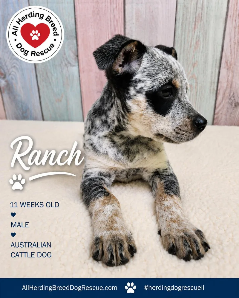 A baby medium-sized male Gray / Blue / Silver Cattle Dog dog named Ranch for adoption in Joliet, IL