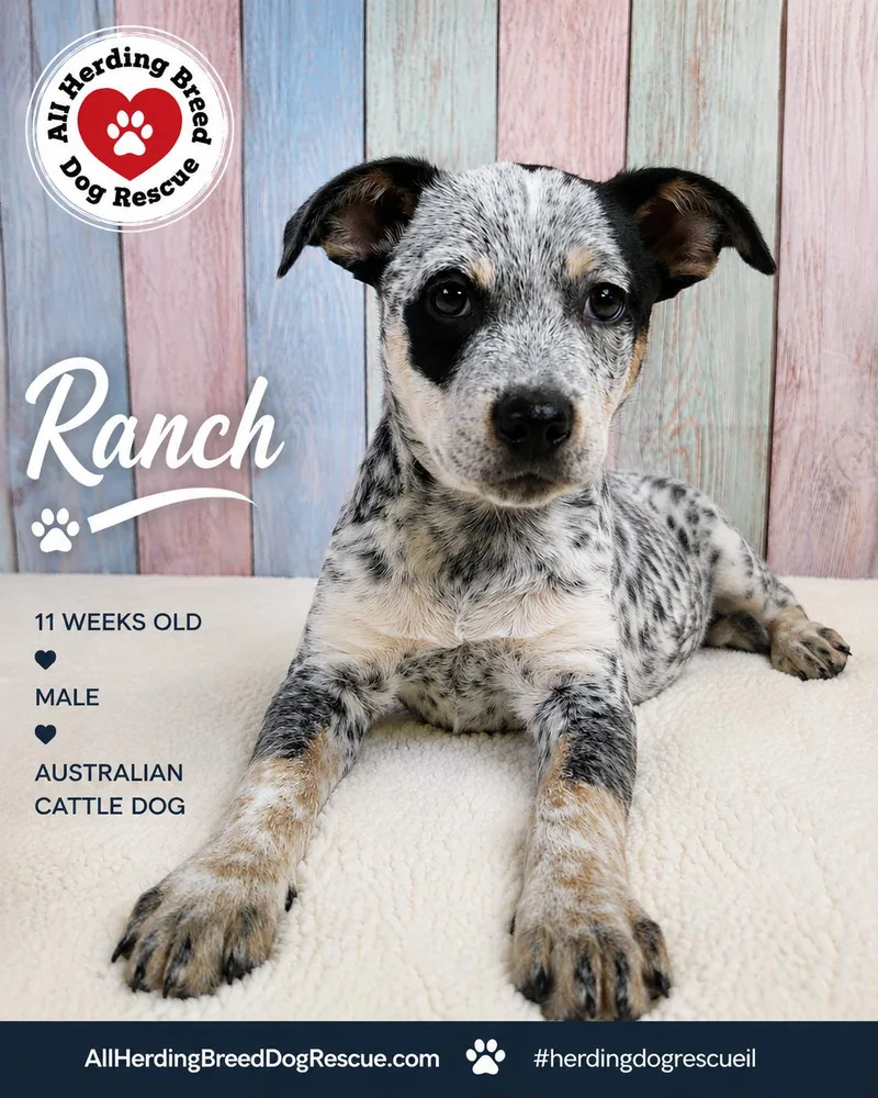 Ranch thumbnail 2
