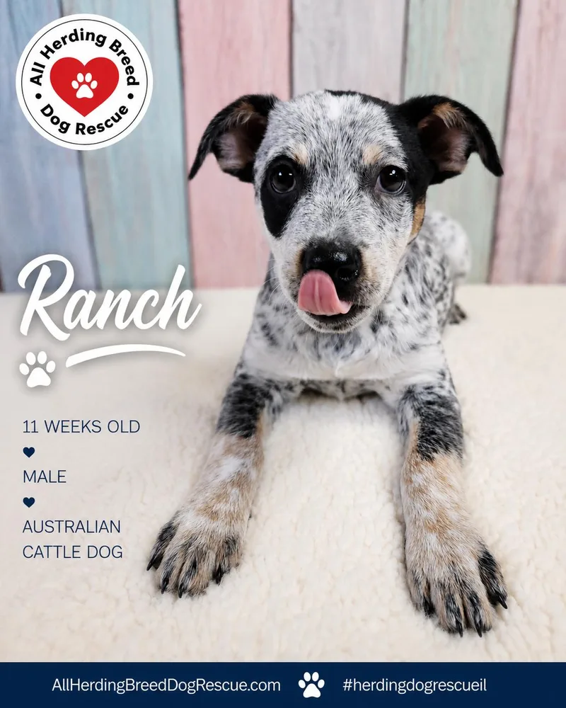 Ranch thumbnail 3