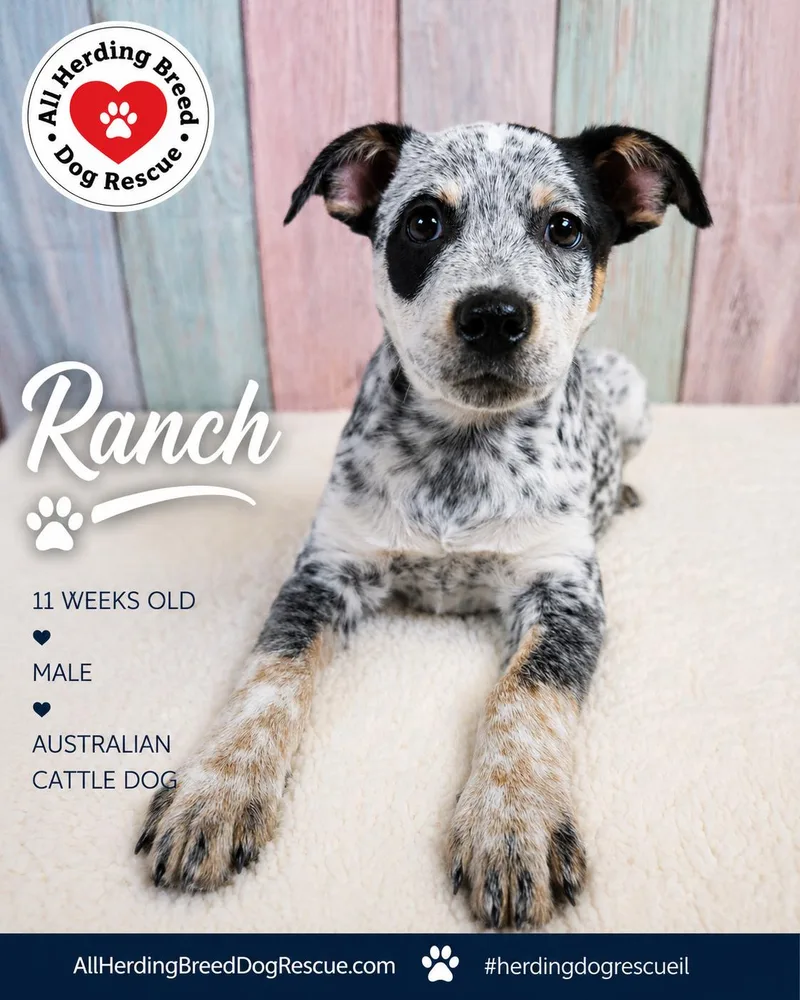 Ranch thumbnail 4