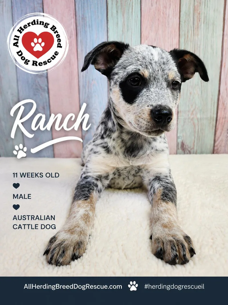 Ranch thumbnail 5