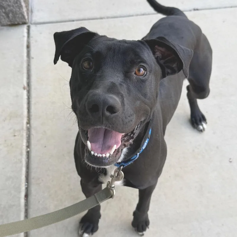 An adult large-sized male Black Labrador Retriever dog named Ares for adoption in Albuquerque, NM