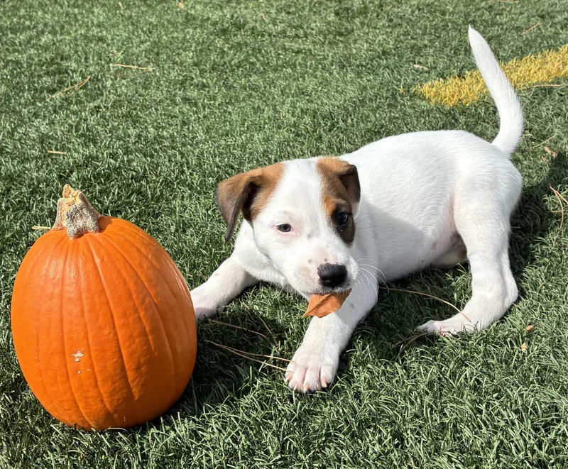 A baby medium-sized female White / Cream Cattle Dog dog named Gabby for adoption in Fort Collins, CO