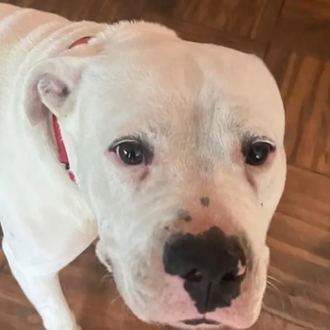 An adult medium-sized male Harlequin Mixed Breed dog named Busby for adoption in Nantucket, MA