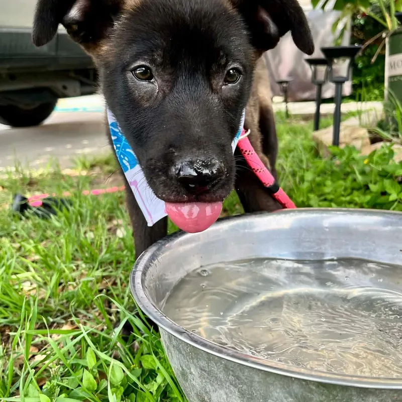 Penny Puppy thumbnail 4