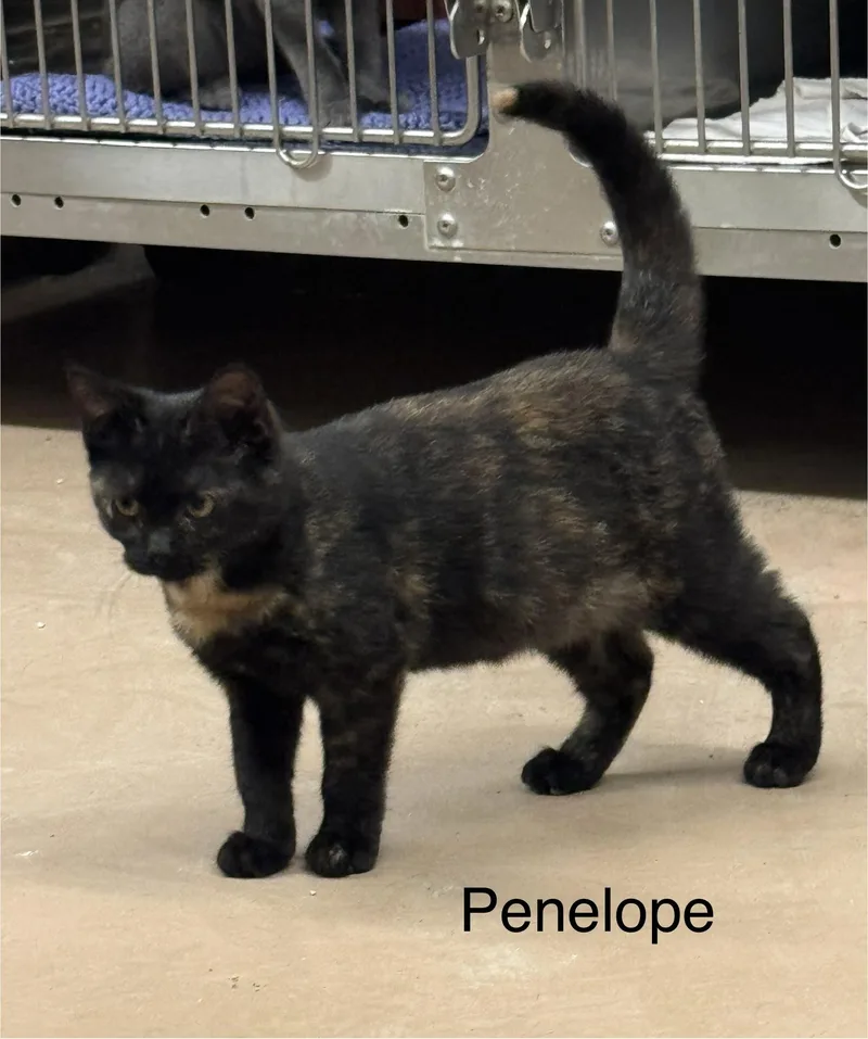 A young medium-sized female Black Domestic Short Hair cat named Penelope for adoption in Ulster, PA