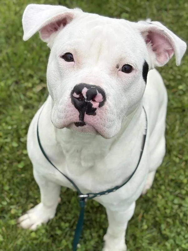 A young medium-sized female American Bulldog dog named Thorpedo Anna for adoption in Lancaster, OH