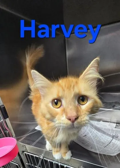 A young medium-sized male Orange / Red Domestic Long Hair cat named Harvey for adoption in Sullivan, IN