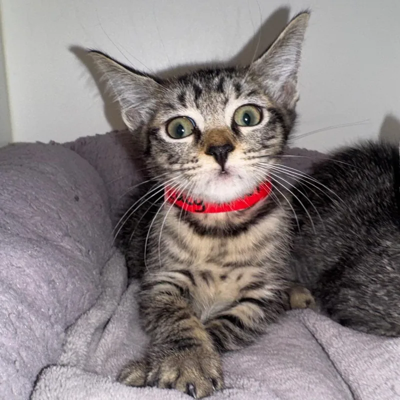 A young large-sized female Brown / Chocolate Domestic Short Hair cat named Lucy for adoption in West Palm Beach, FL