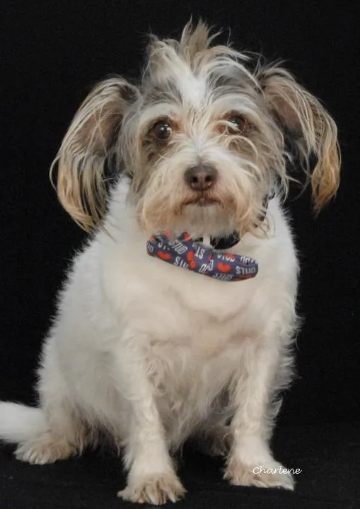 An adult small-sized male White / Cream Miniature Schnauzer dog named Angus for adoption in Newland, NC