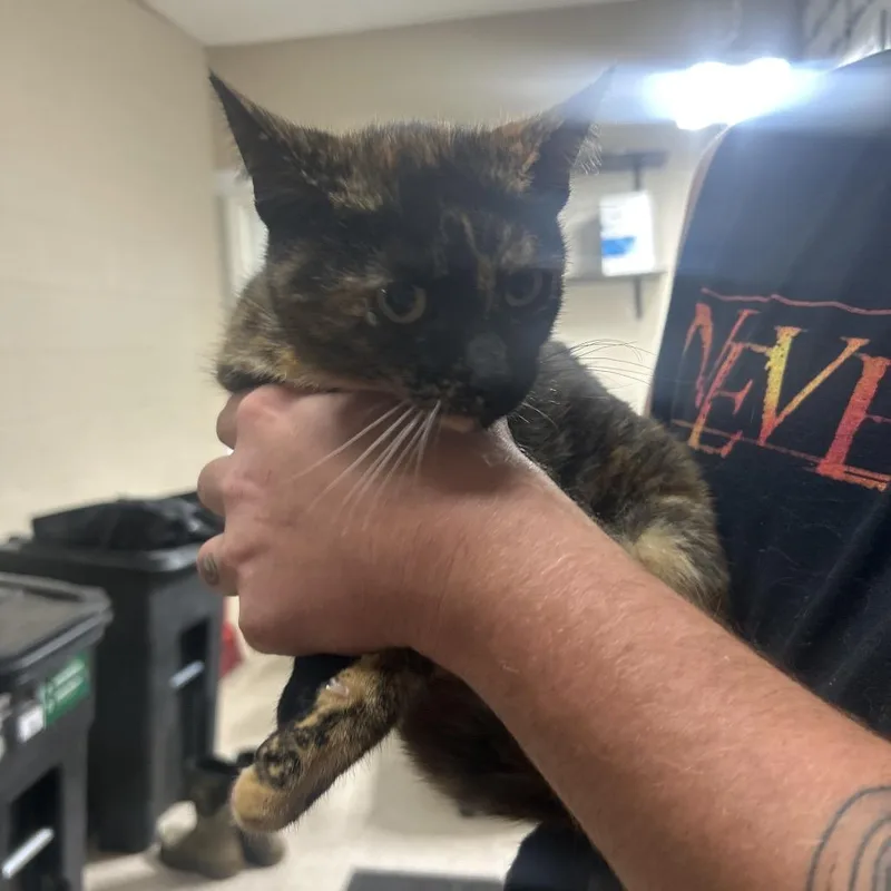 A baby medium-sized female Tortoiseshell Domestic Short Hair cat named Scarecrow for adoption in Lewisburg, WV