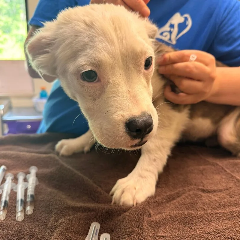 A young medium-sized female White / Cream Mixed Breed dog named Vanilla Berry for adoption in Red House, WV