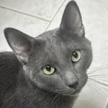 A young medium-sized male Gray / Blue / Silver Russian Blue cat named Dior for adoption in Medford, MA