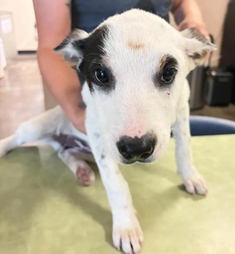 Found Stray: Celaena