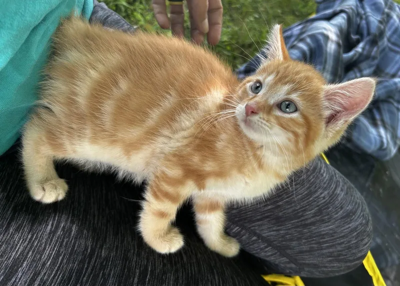 A young medium-sized male Orange / Red Domestic Short Hair cat named Tofu for adoption in Elkins, WV
