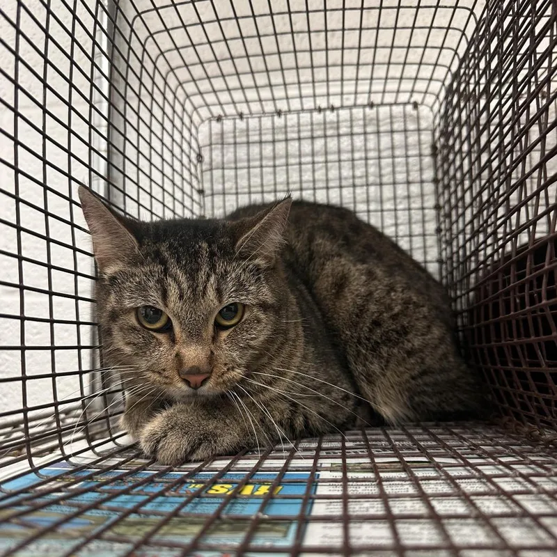 An adult medium-sized female Brown / Chocolate Domestic Short Hair cat named Freckles for adoption in Edinburg, TX