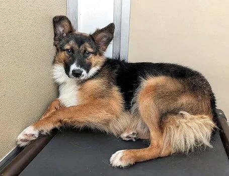 A young medium-sized female Tricolor (Brown, Black, & White) Shepherd dog named Hermes for adoption in Bedford Hills, NY
