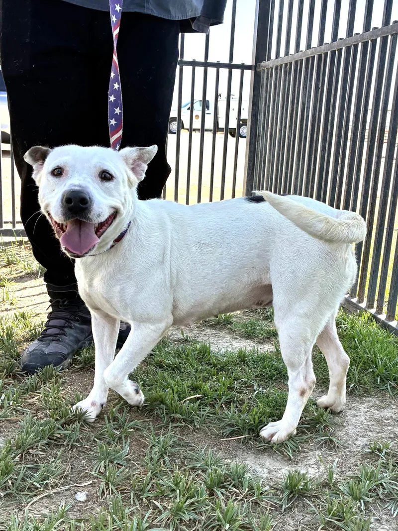 An adult medium-sized female White / Cream Staffordshire Bull Terrier dog named Sissy for adoption in Delano, CA