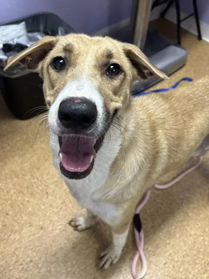 An adult large-sized female Retriever dog named Emmy for adoption in San Antonio, TX